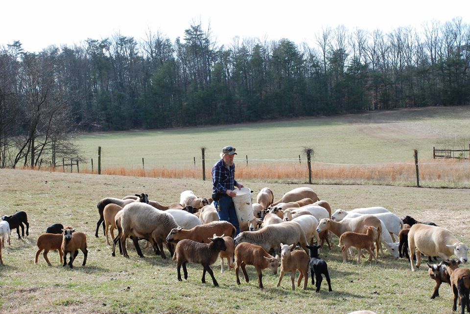 Dick Wildes and wild sheep at Summerseat